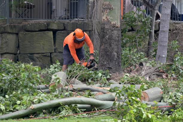 Best Tree Maintenance Programs  in Callaway, FL